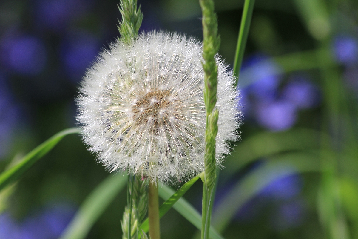 "Pusteblume"