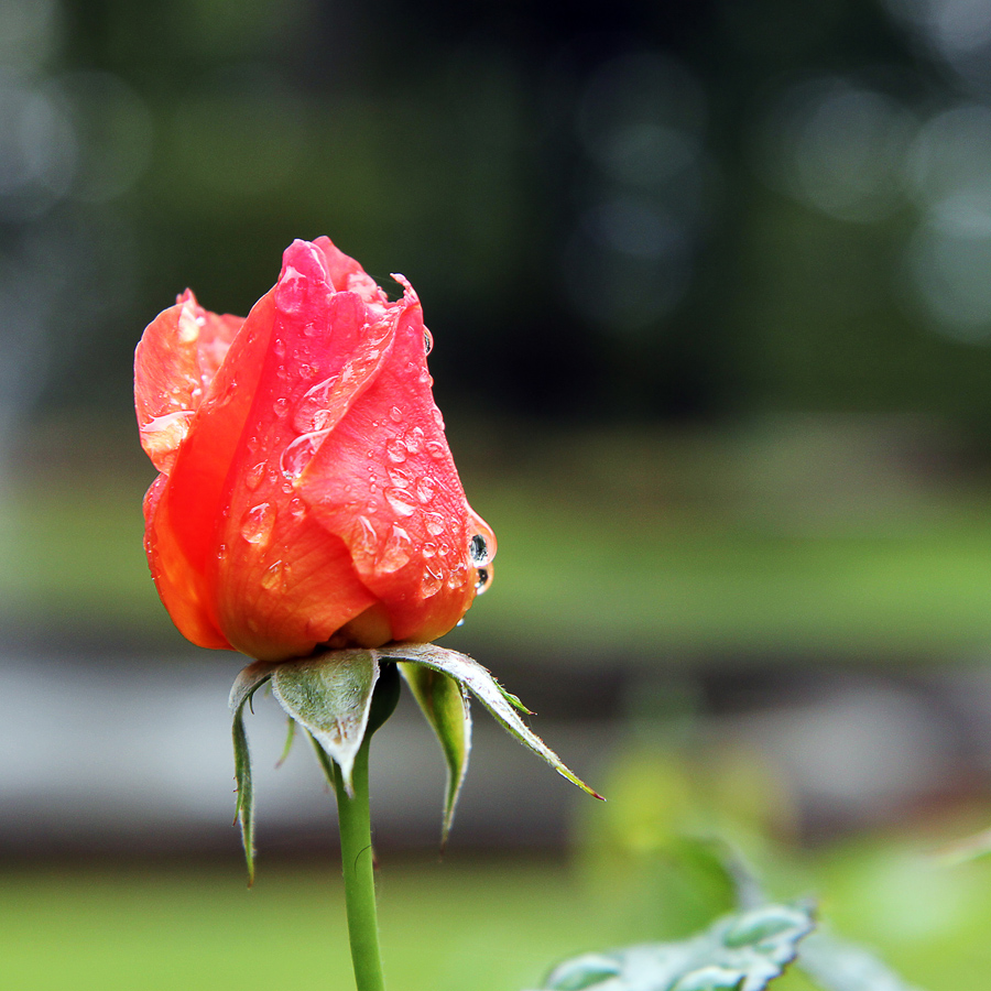 Nach dem Regen