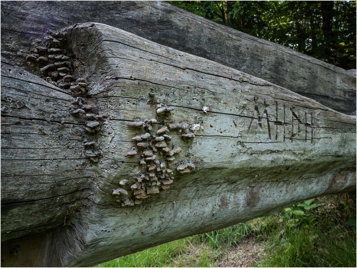 Kunst der Natur und des Menschen