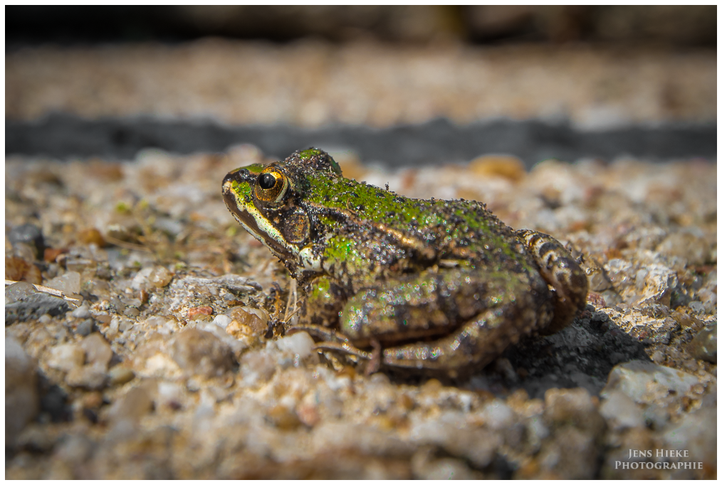 Fauna an den Biotürmen