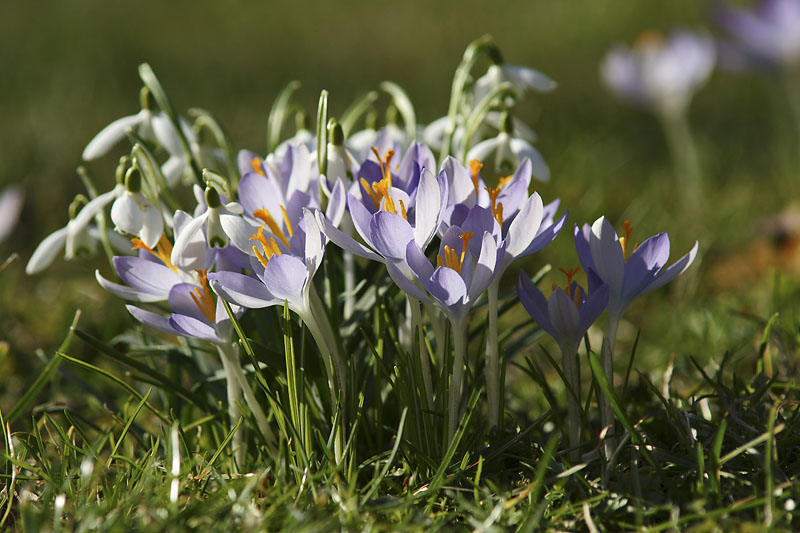 Frühlingserwachen