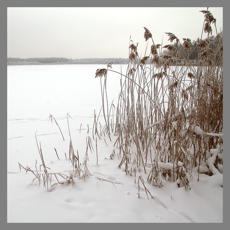 Am Teich