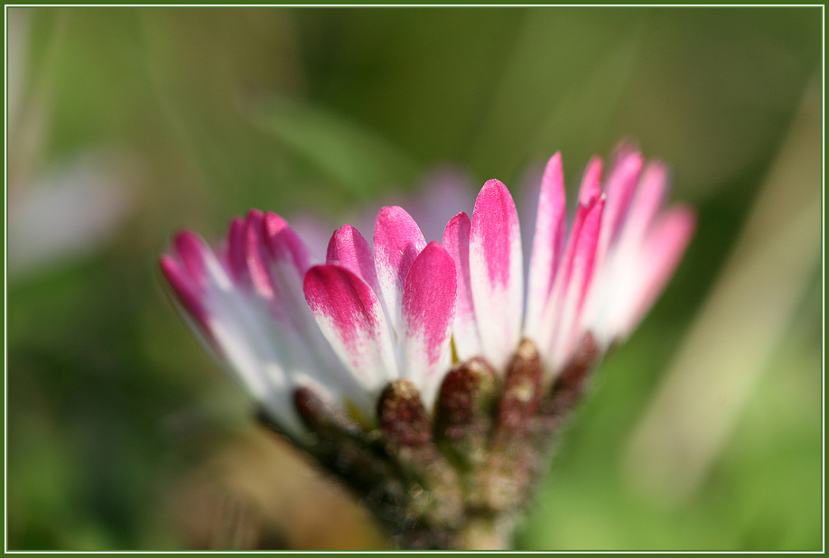 Gänseblümchen 1