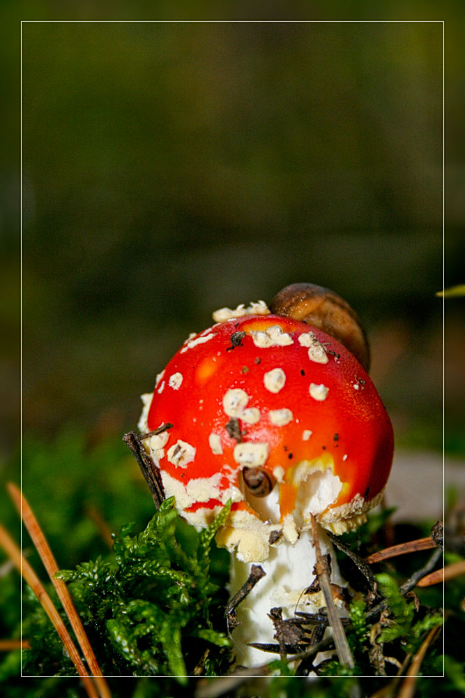 schnecke im pilz