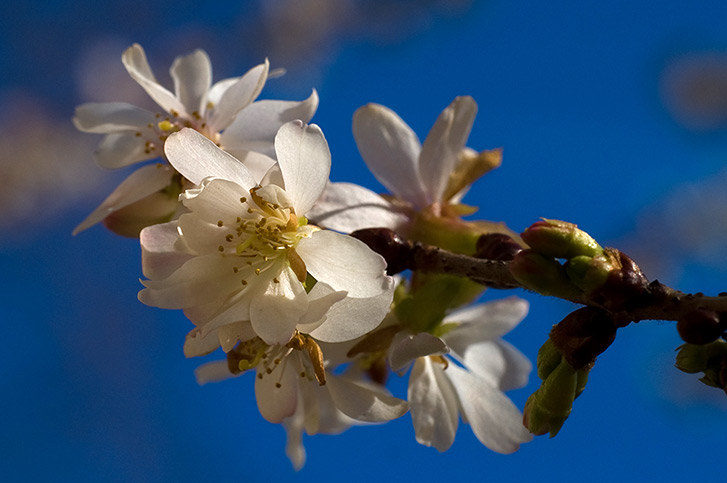 Kirschblüte