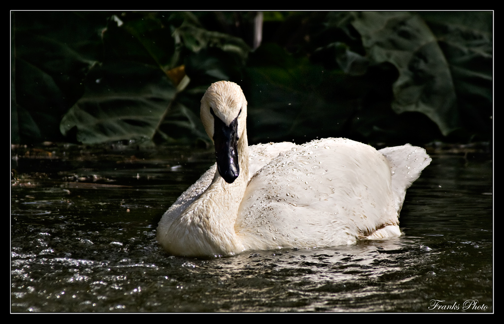 Schwan nach der Dusche