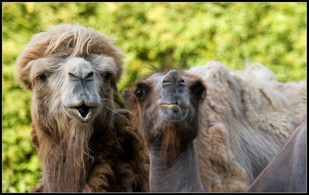 Familie Lama