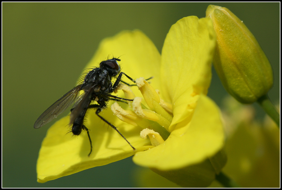 Fliege auf Rapsblüte