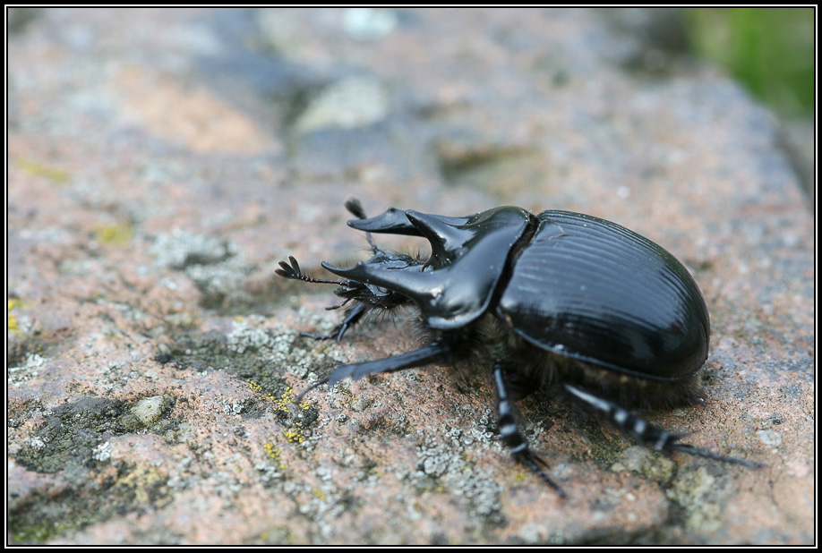 Stierkäfer 1