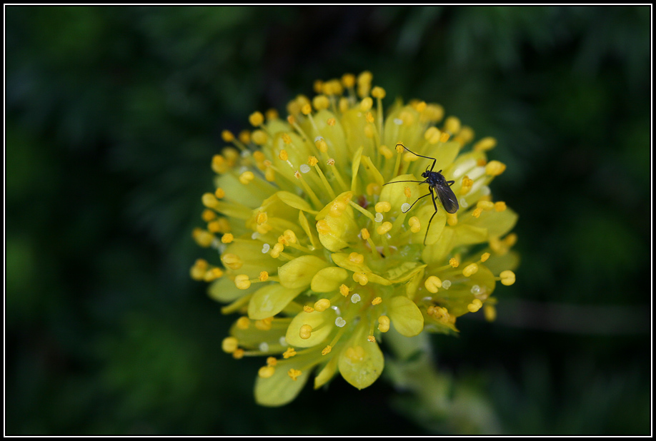 Fliege auf Polstersteinbrech