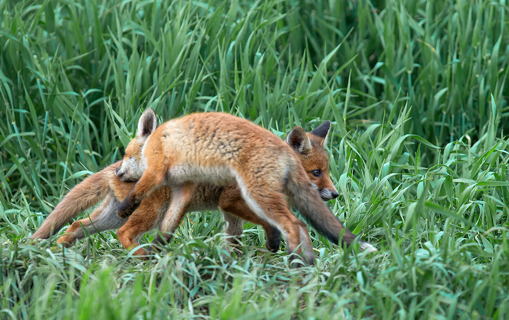 Fuchs Welpen