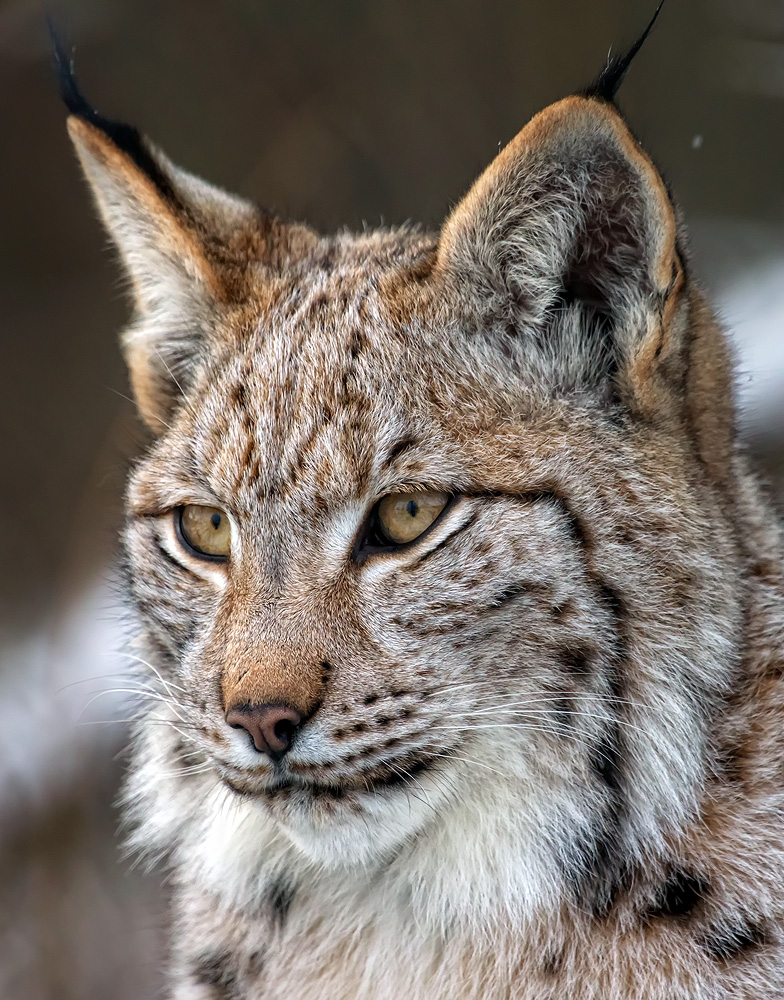 Luchs Portrait