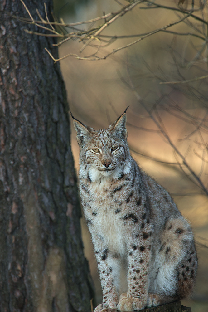 Luchs