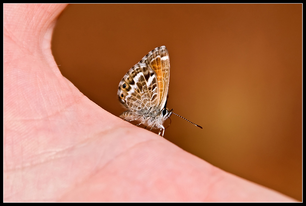 Schmetterling