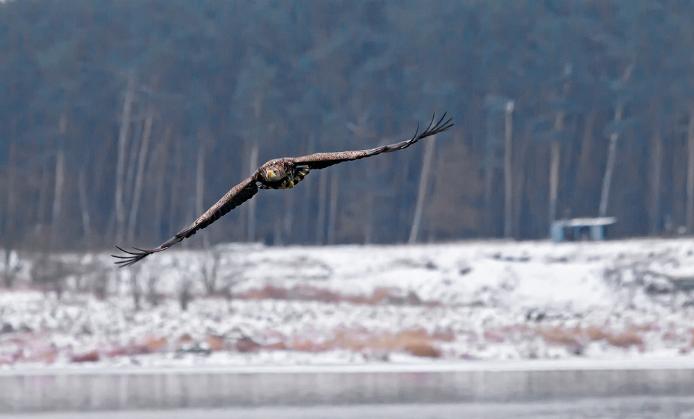 Seeadler im Anflug