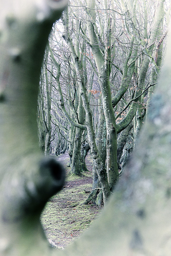 Märchenwald bei Nonnewitz,Rügen