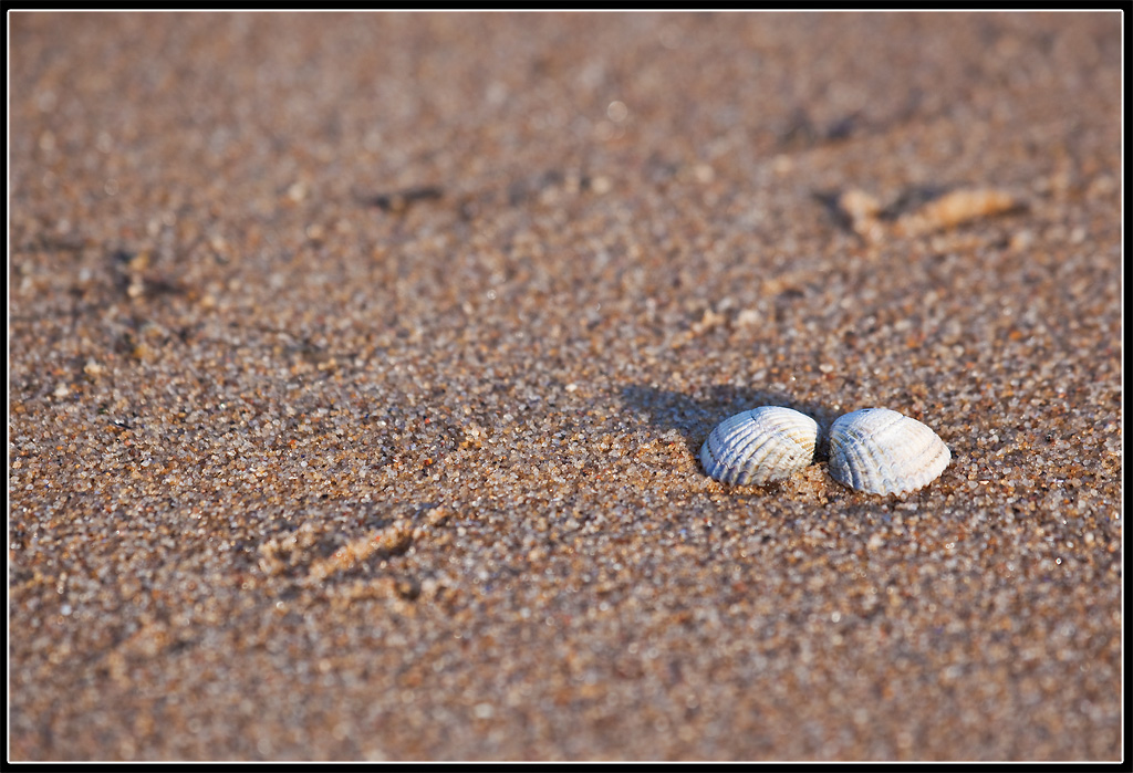 Strandgut