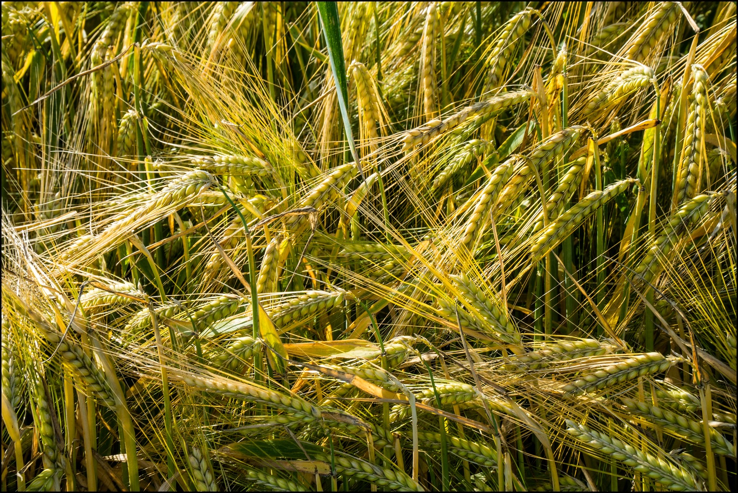 Liebethaler Grund und Graupa