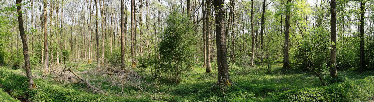 Urwald