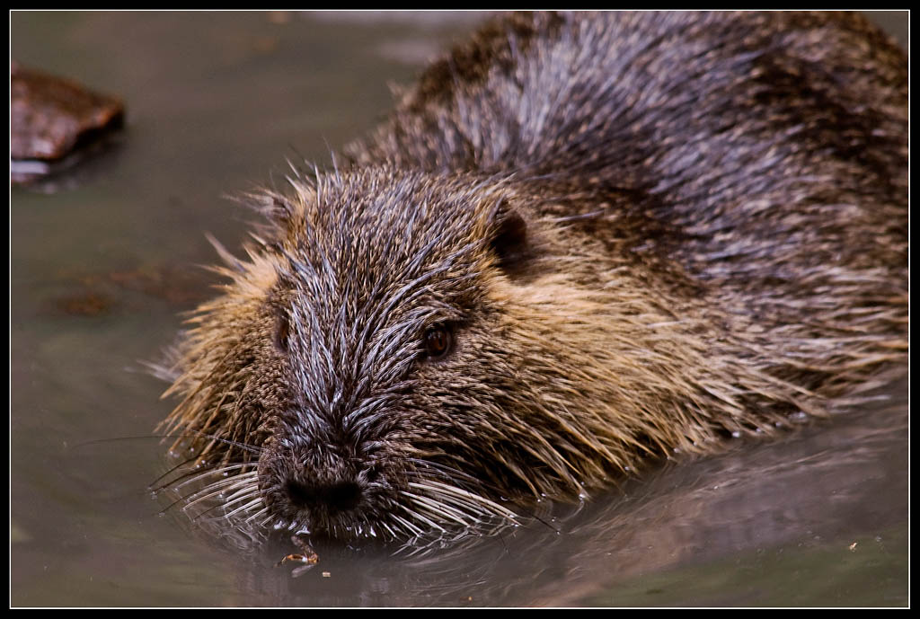 Nutria