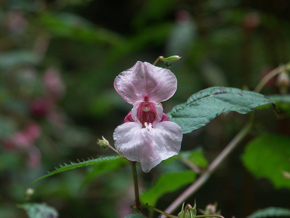 Blüte im Naturpark