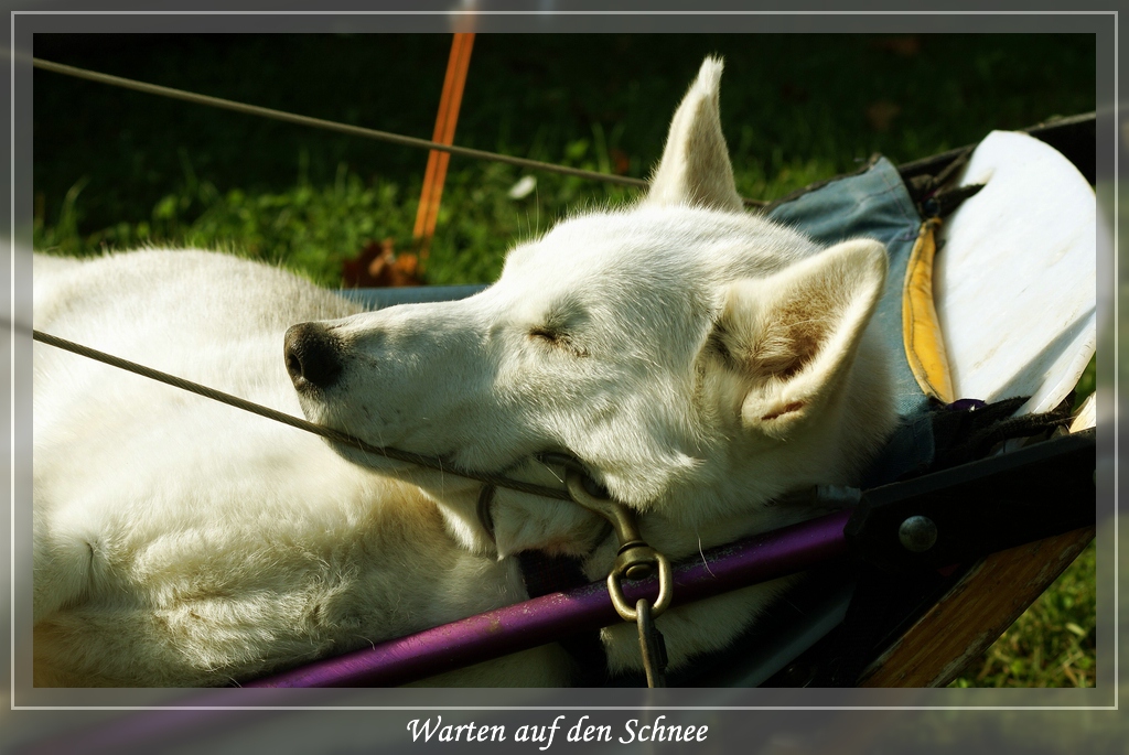 Warten auf den Schnee