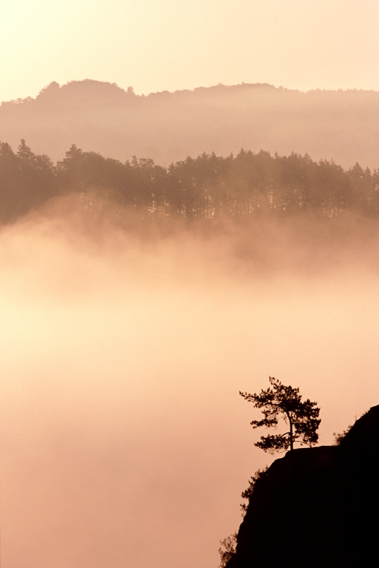 Sonnenaufgang im Nebel, Sächsische Schweiz