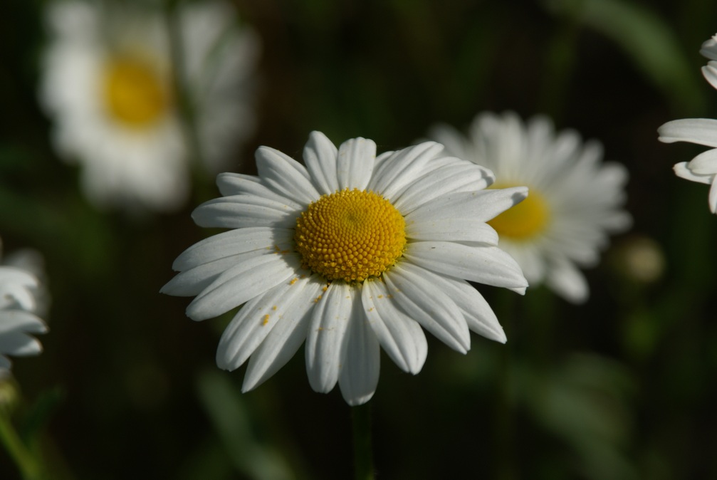 Blümchen