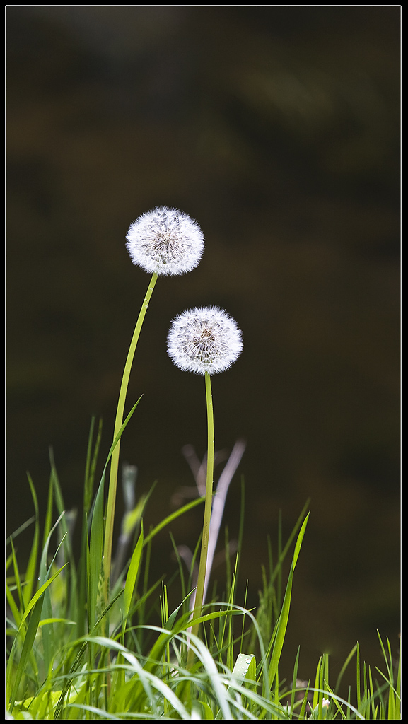 hab auch Pusteblume