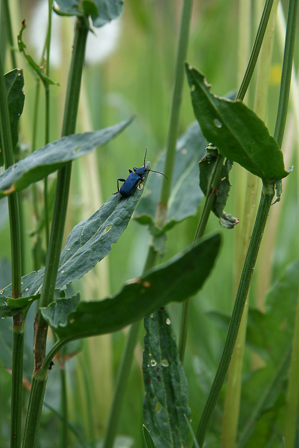 Käfer