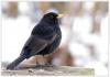 Amsel