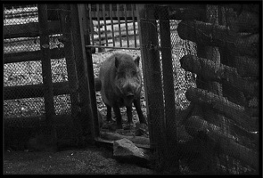 Schwein im Gefängnis