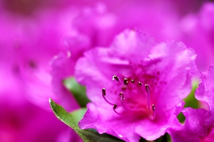 Blüte in Pink