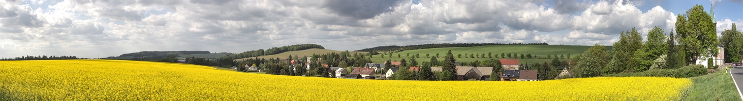 Rapsfeld in Rosenthal (Bielatal)