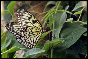 Schmetterling in Weiß