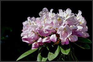 Rhododendronpark2