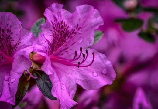 Rhododendronpark