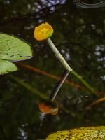 IMG 20260610 171823