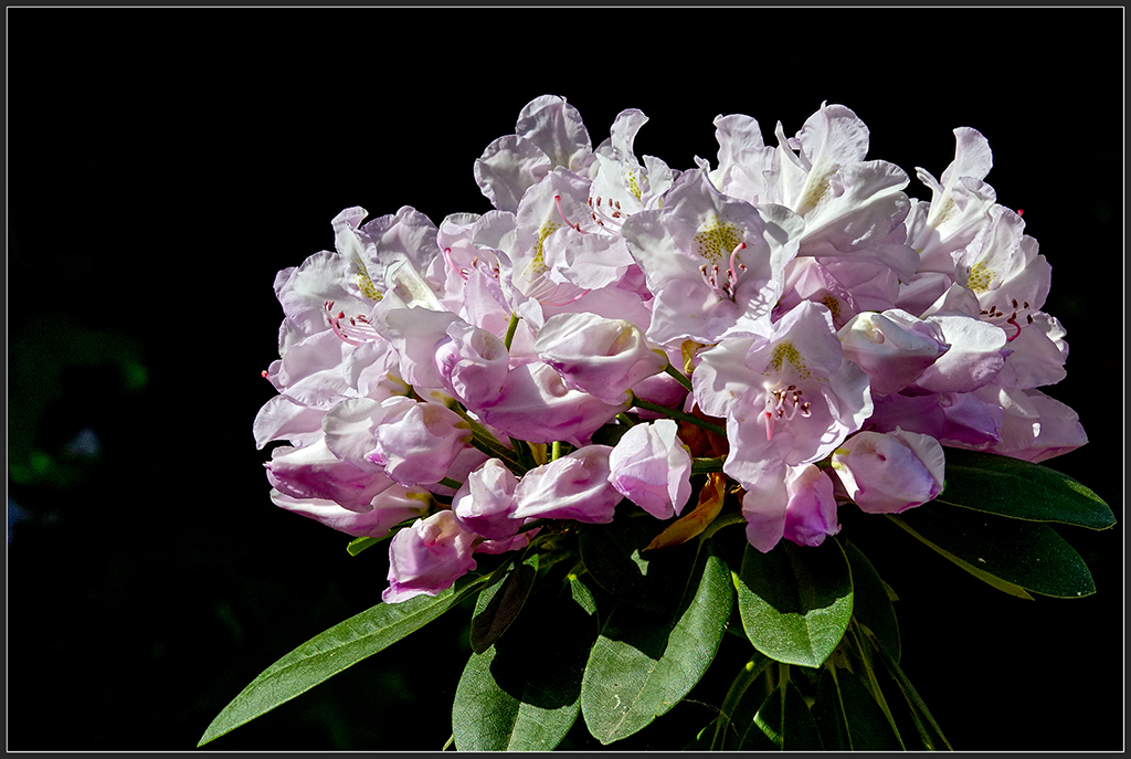 Rhododendronpark2.jpg